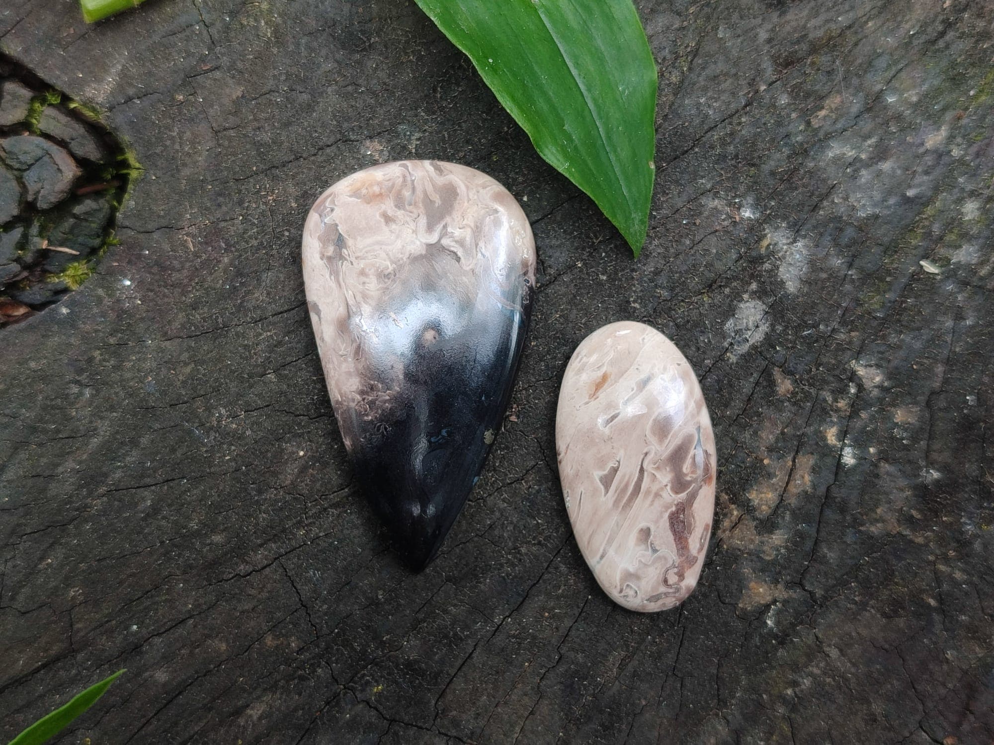 Imagem da coleção Ágata Palm Root